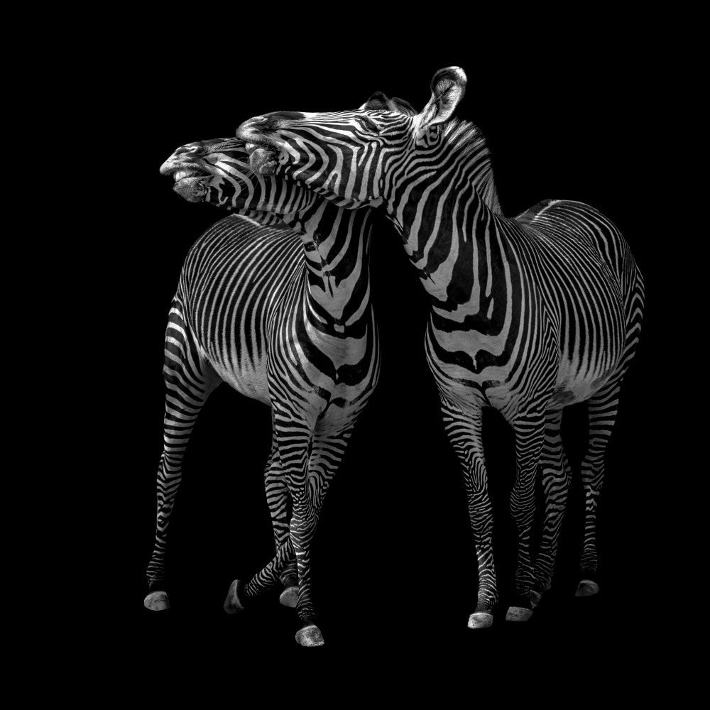 Zebras dance