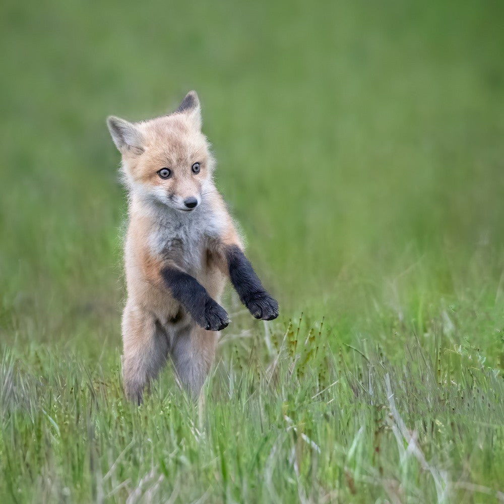 Baby Fox