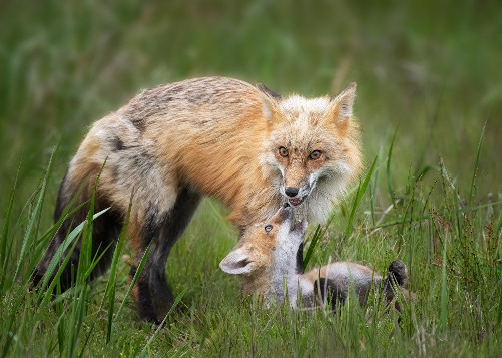 Foxes