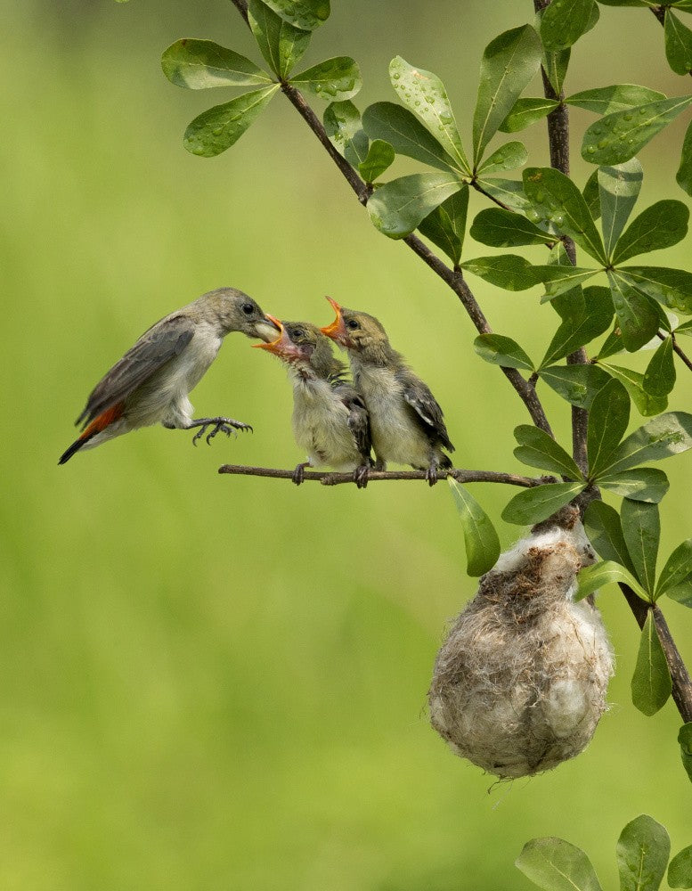 Mother's Love 2