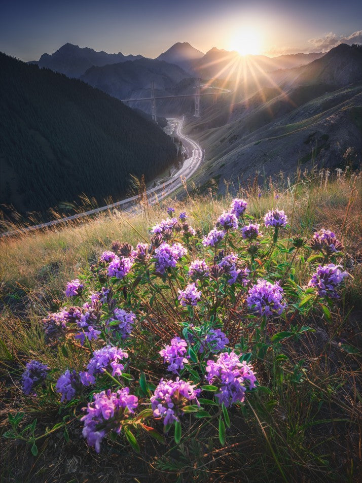 Guozigou Bridge in full bloom