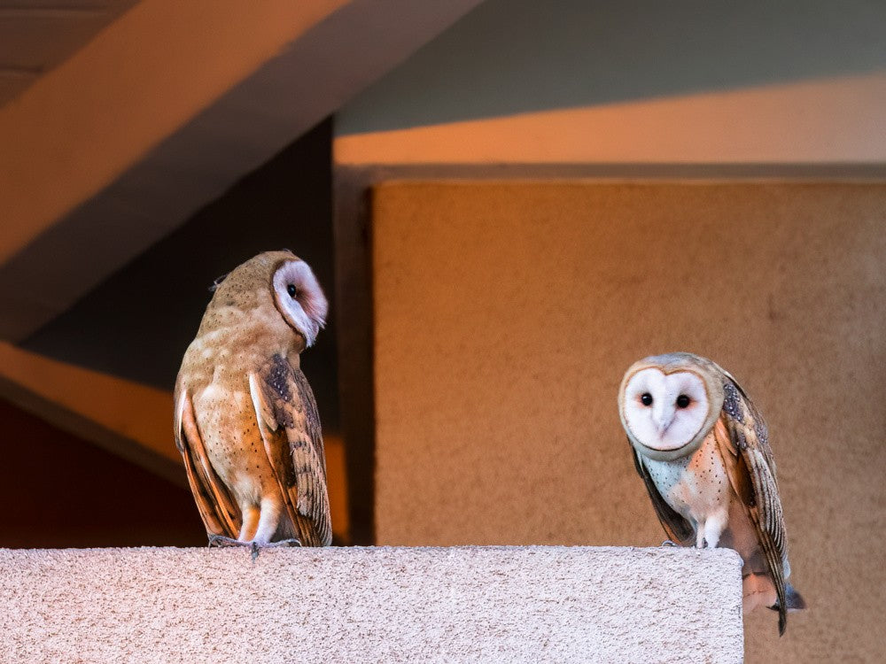 American Barn Owl