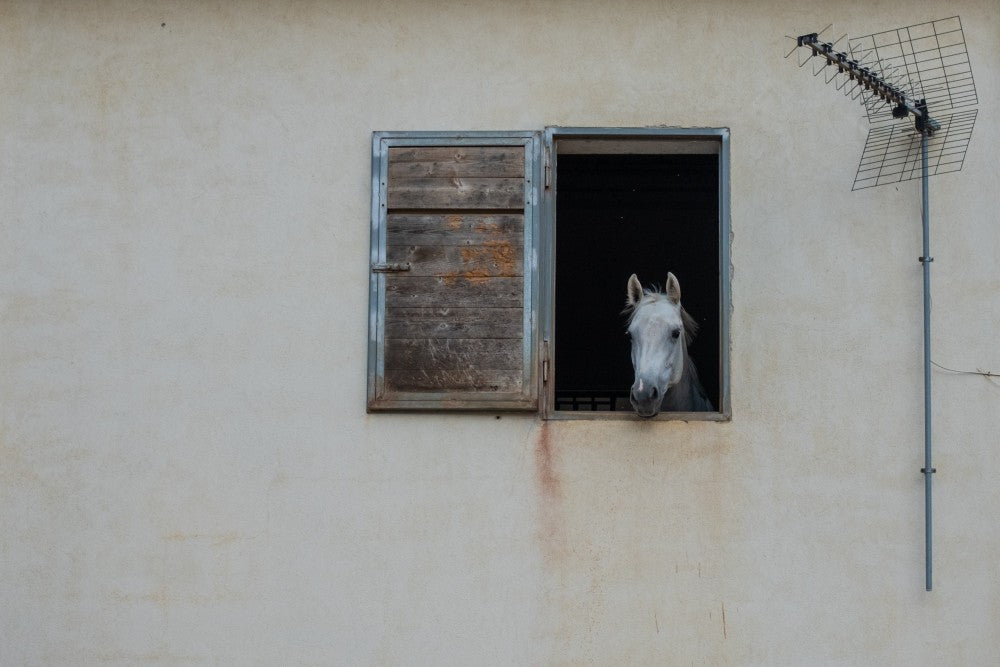 The window