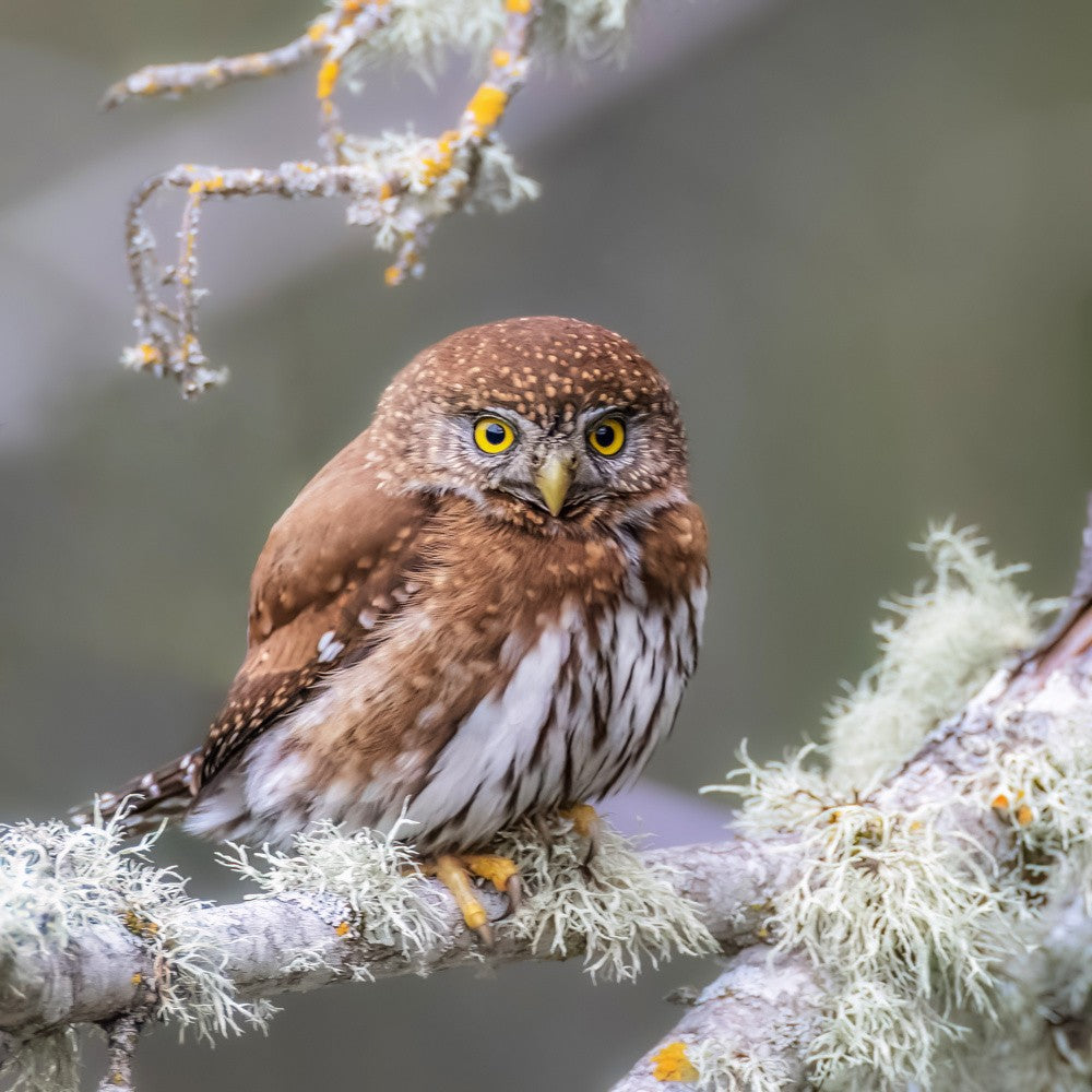 Northern Pygmy Owl