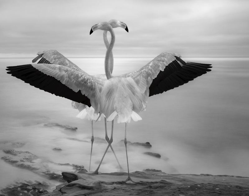 Flamingos' Duet