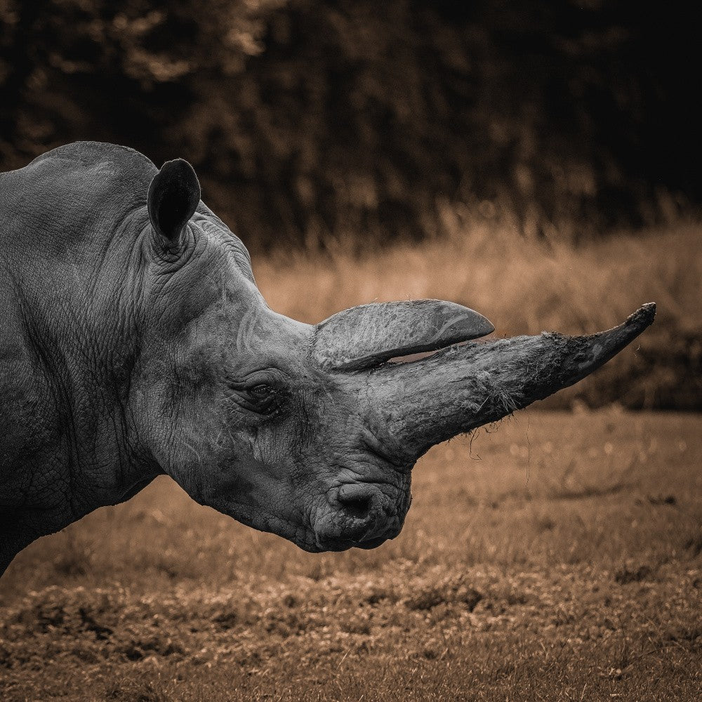 Rhinocéros
