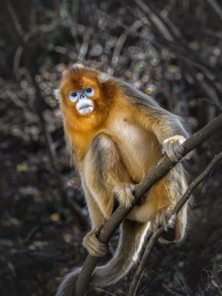 The Golden Snub -nosed Monkey