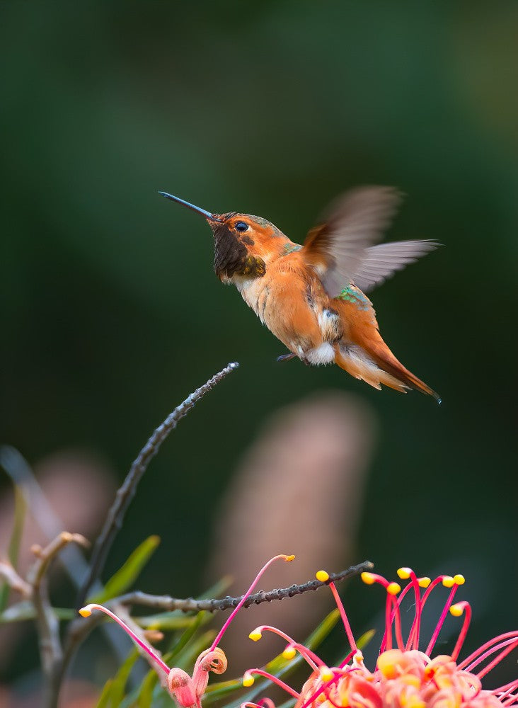 Hummingbird