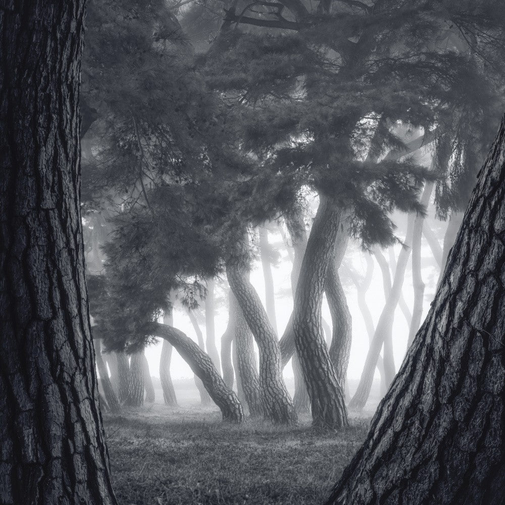 Trees in the fog