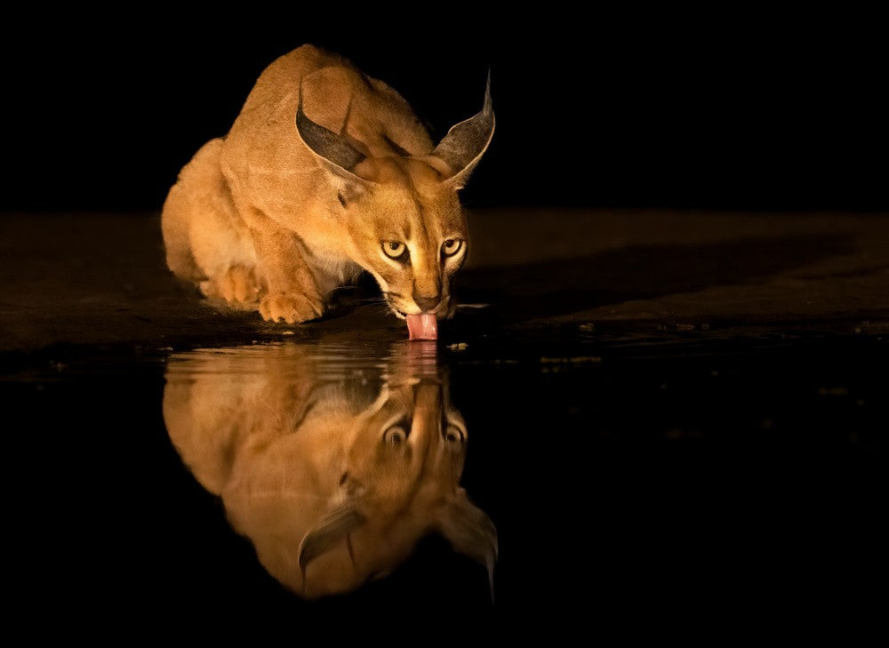 Caracal cat