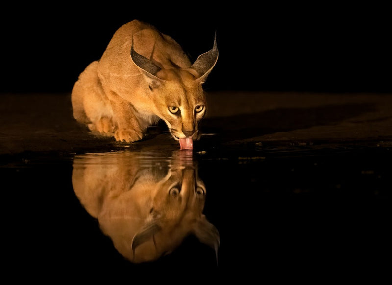 Caracal cat