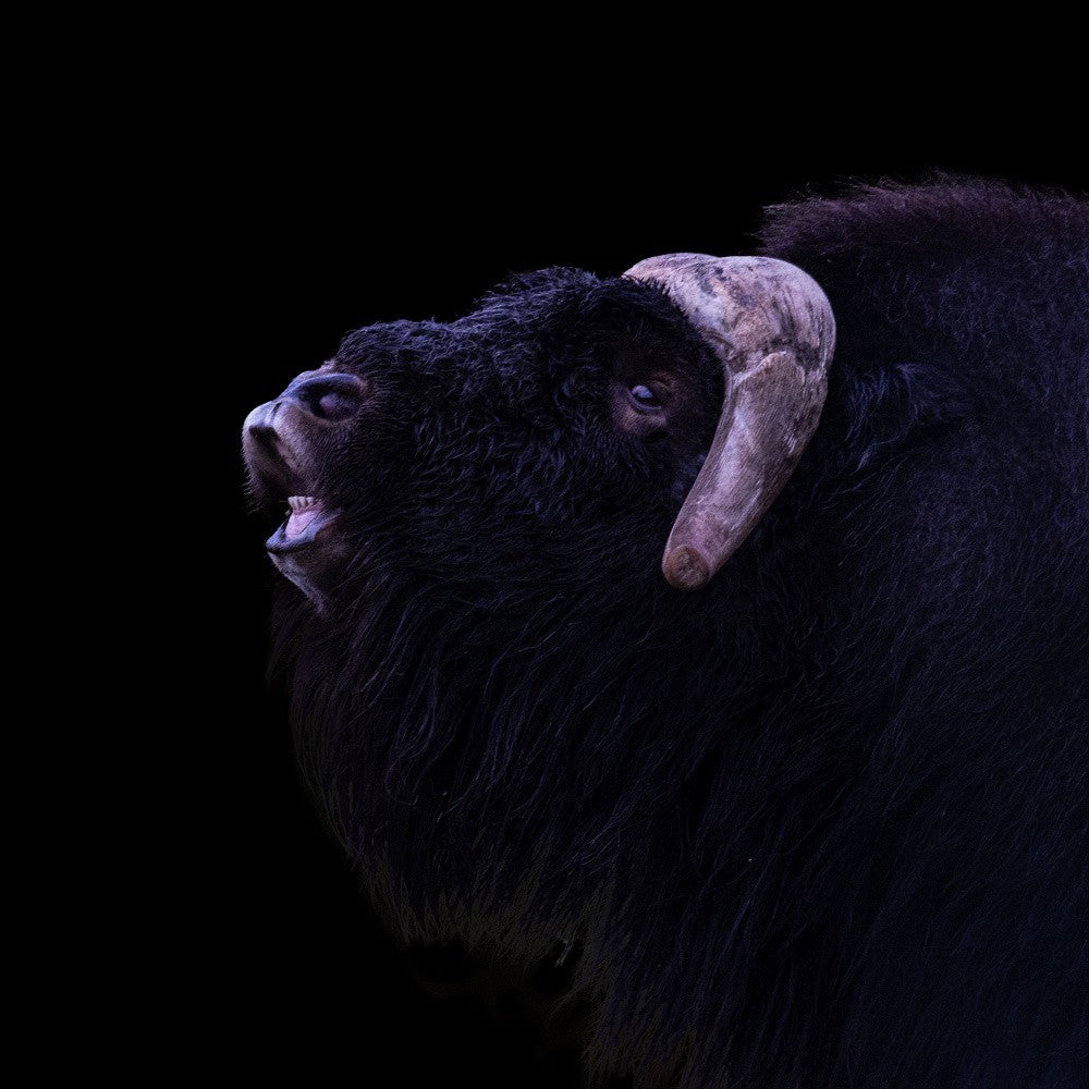 Muskox