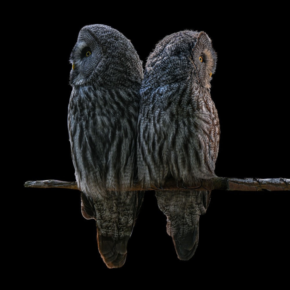 Two Owls