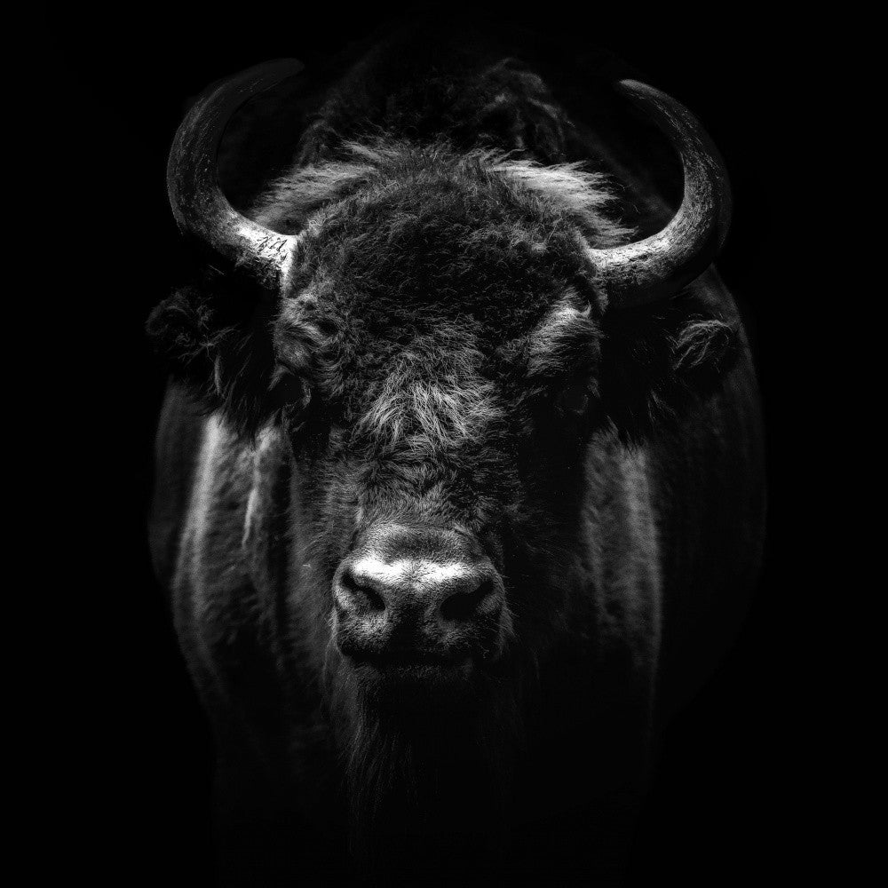 Bison d'Europe