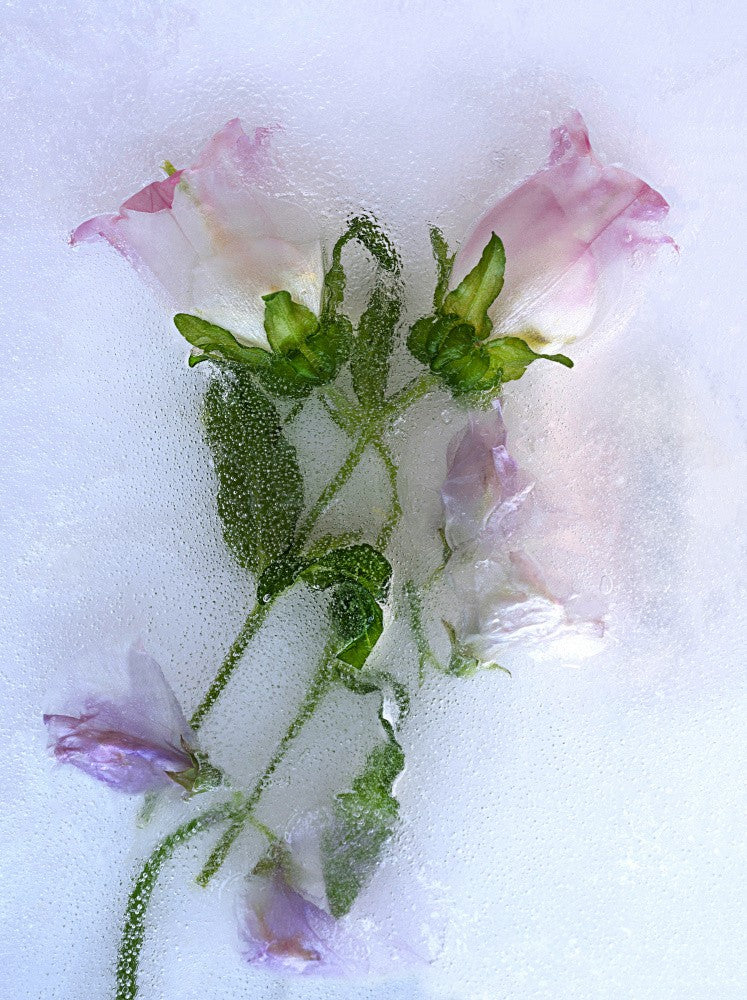 Flowers.