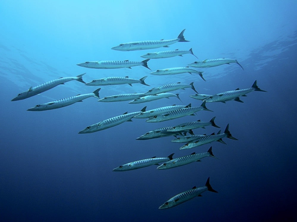 Barracudas