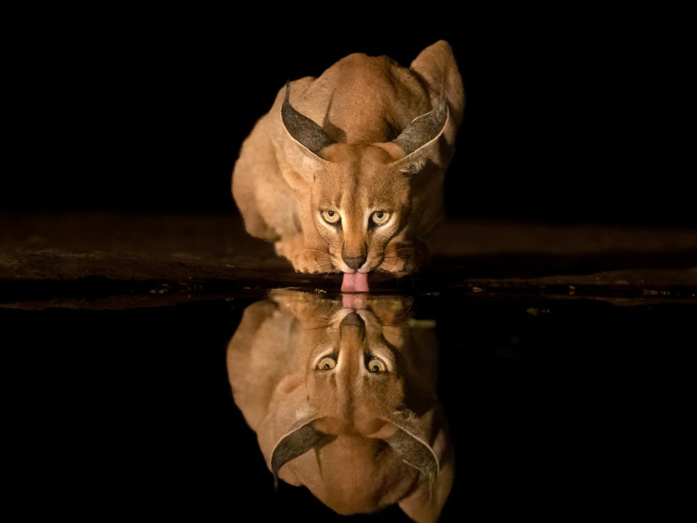 Caracal