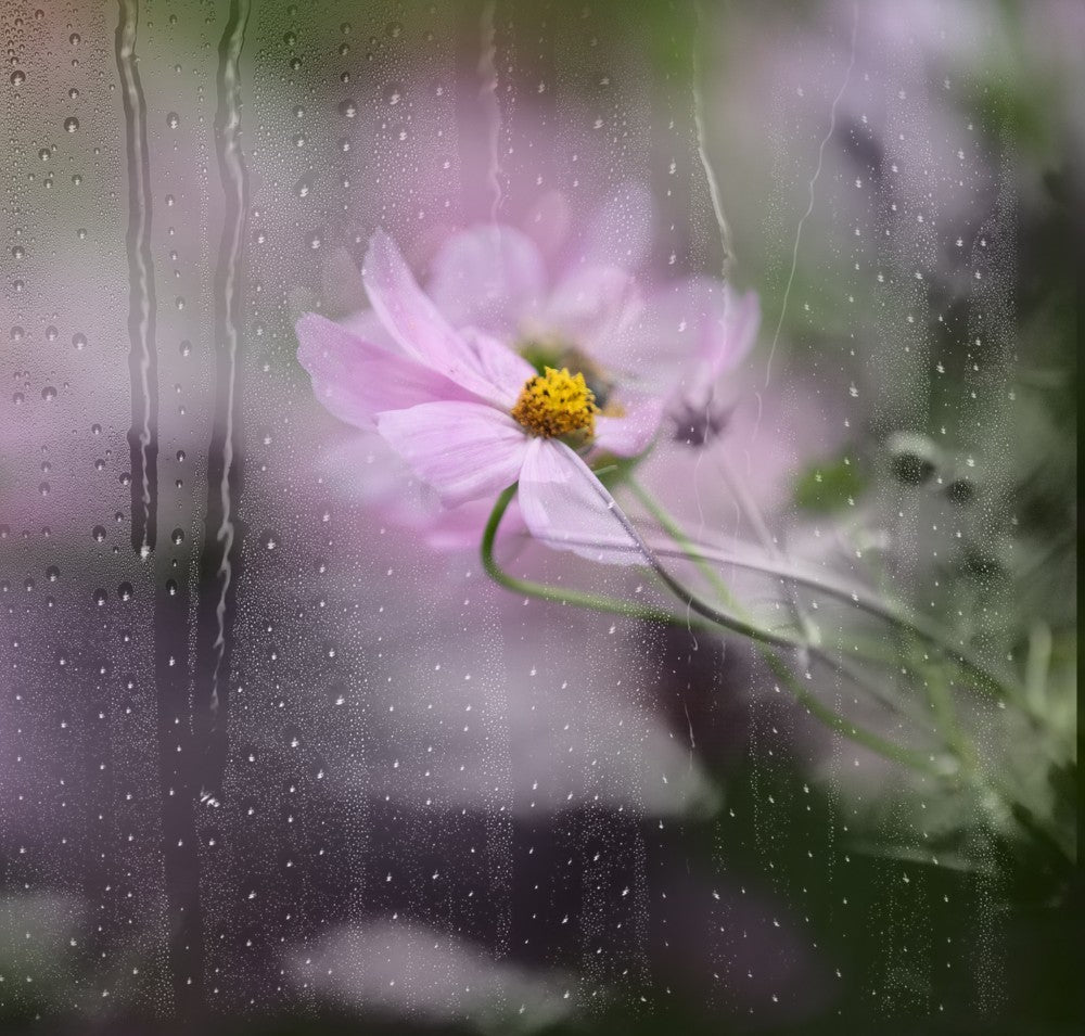 rain watered window