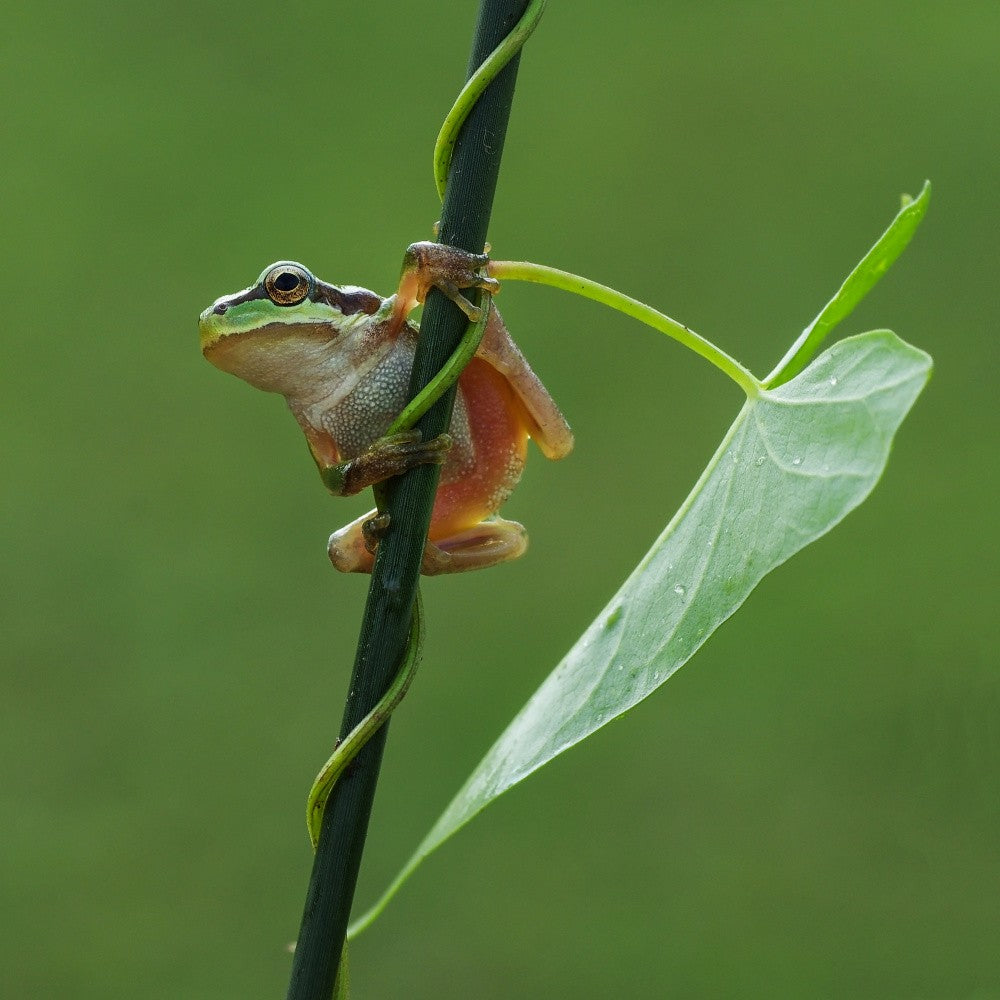 Le Frog VII