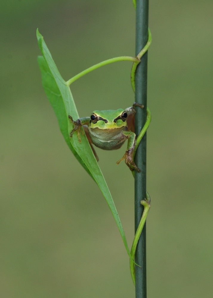Le Frog VI