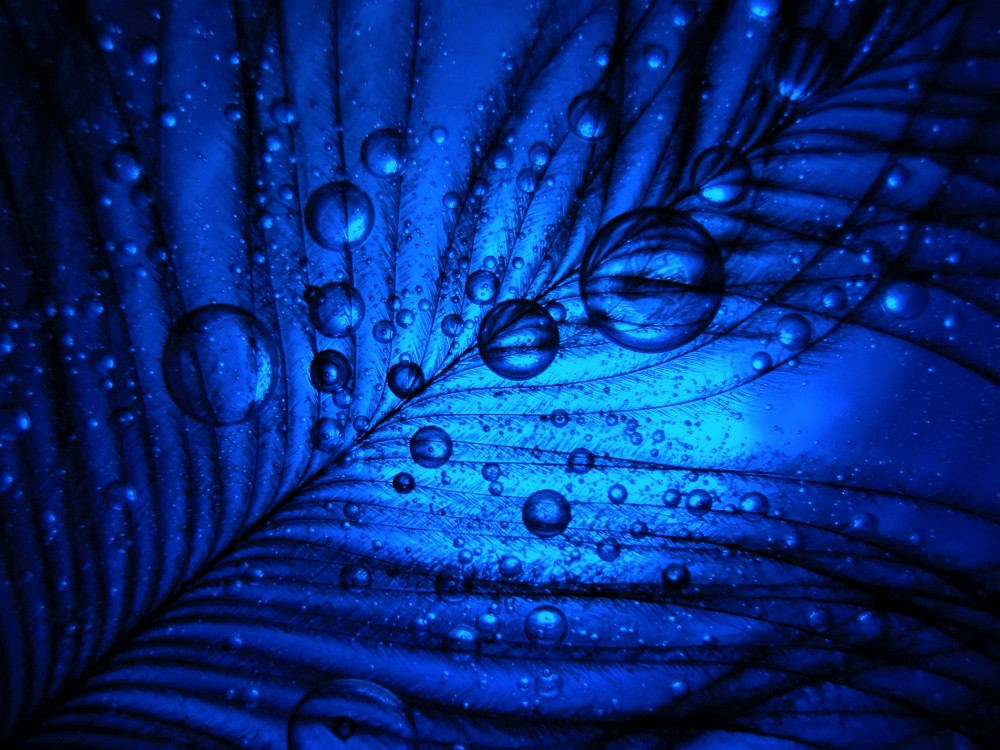 Oil, Water and a Ostrich Feather