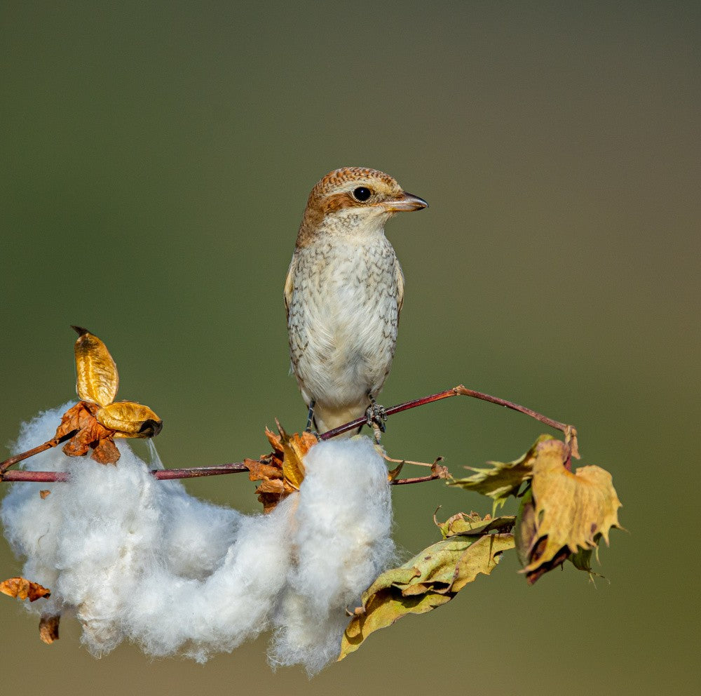 Sentinel in the Cotton Field