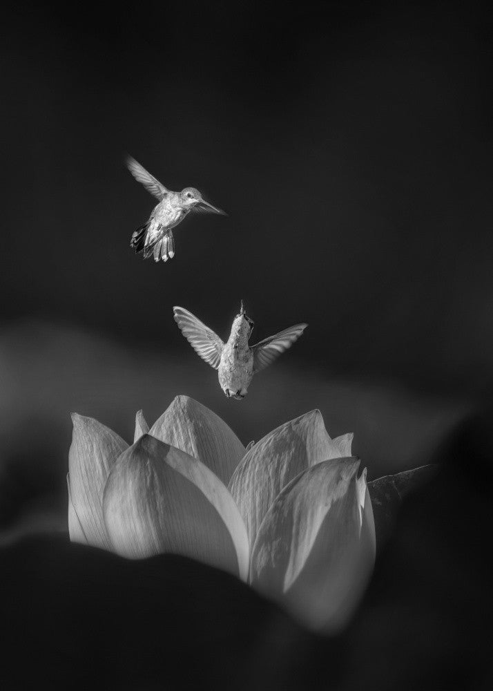 Colibris se battent pour une fleur de lotus