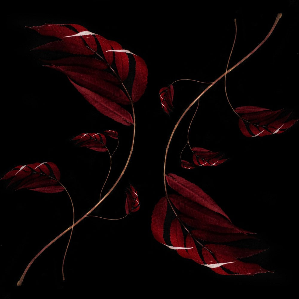 Feuilles d'automne