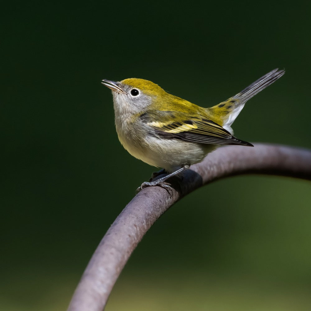 chestnut-sided warbler