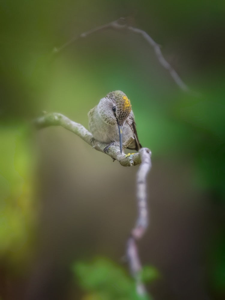“Pollen-headed” Hummingbird
