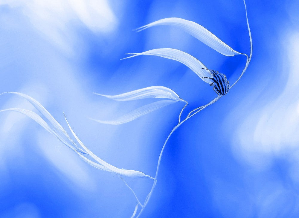 Travel in the sky...