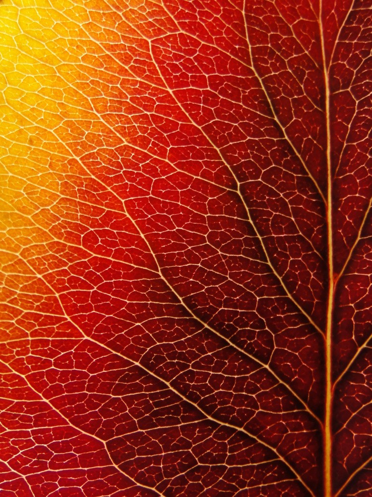 Autumn Leaf