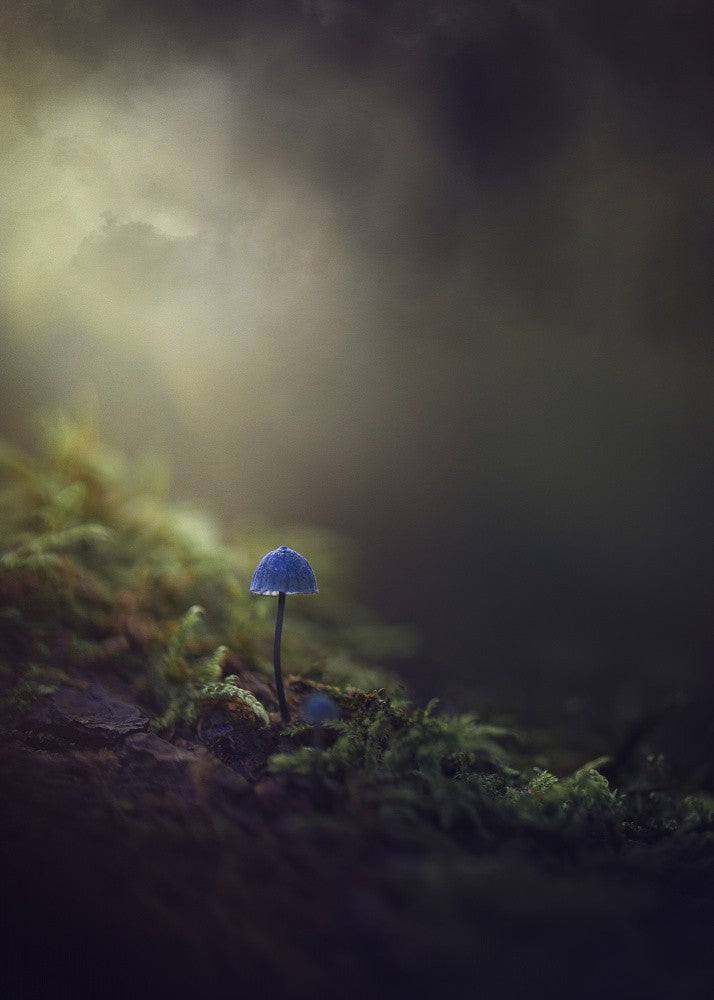 Secrets of the forest