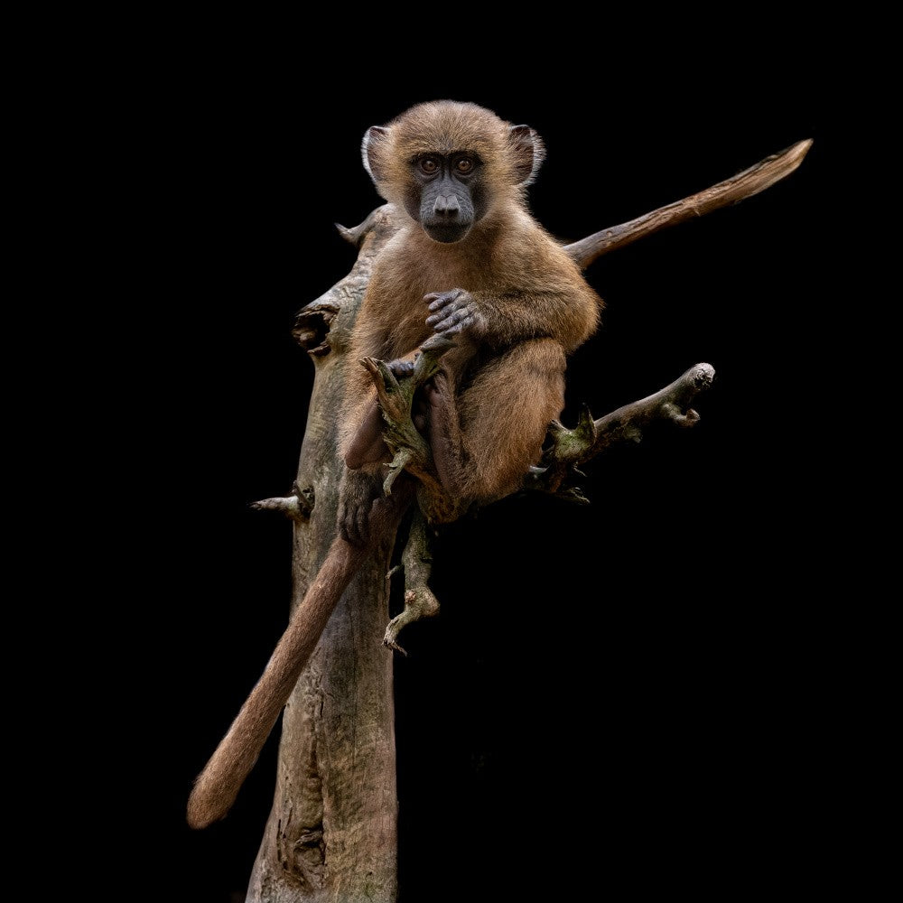 Baby Baboon