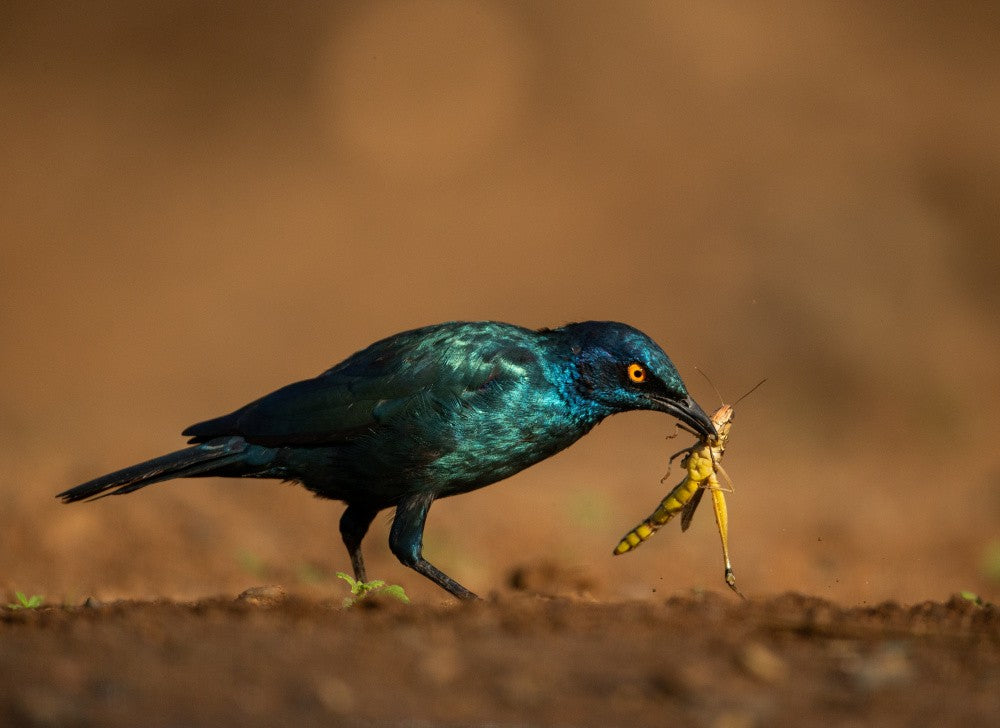SWINGING PREY