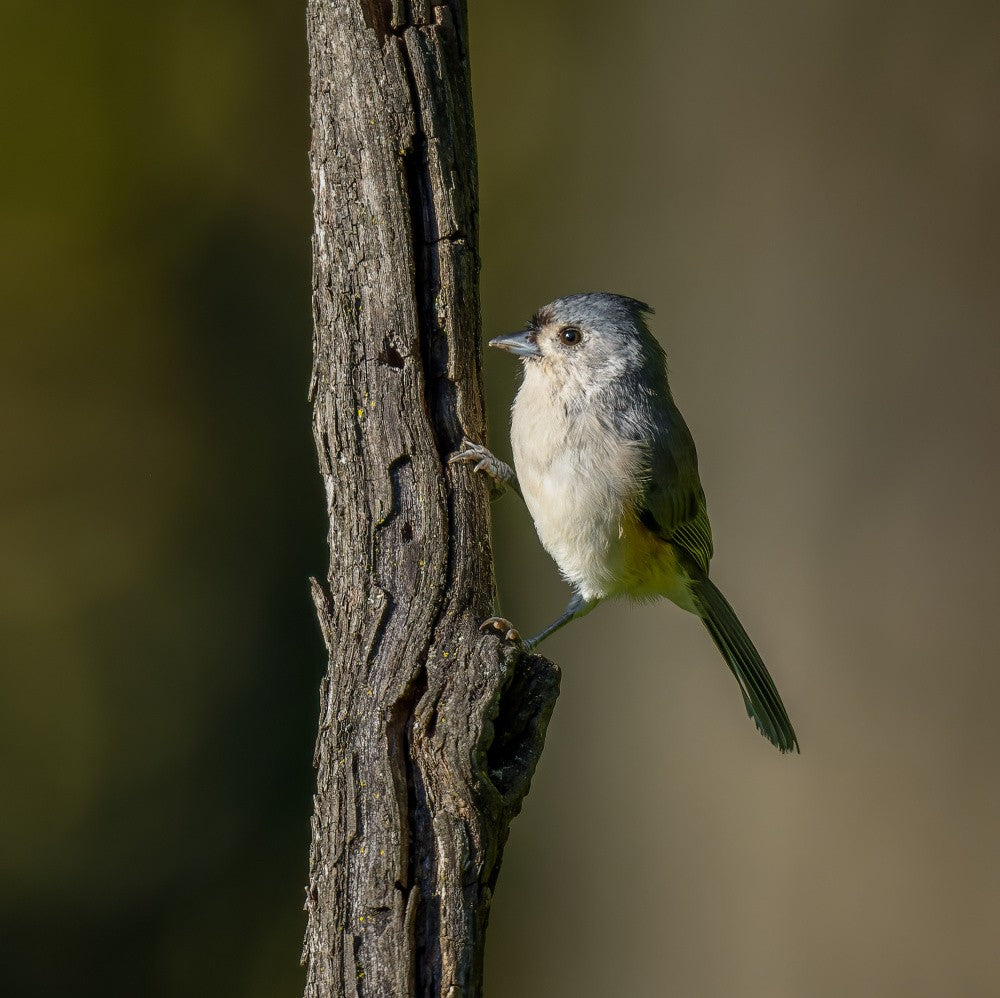 Tufted titmouse