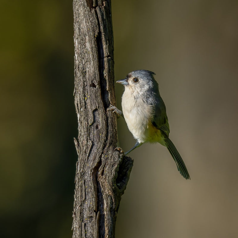 Tufted titmouse