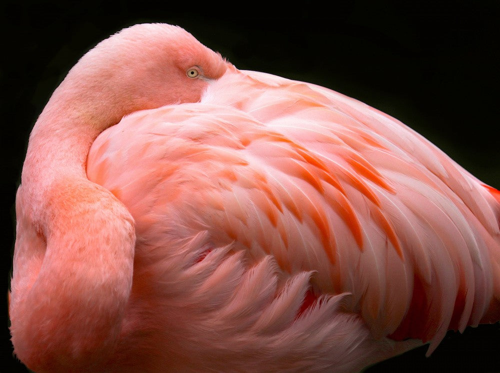 A big bundle of feathers