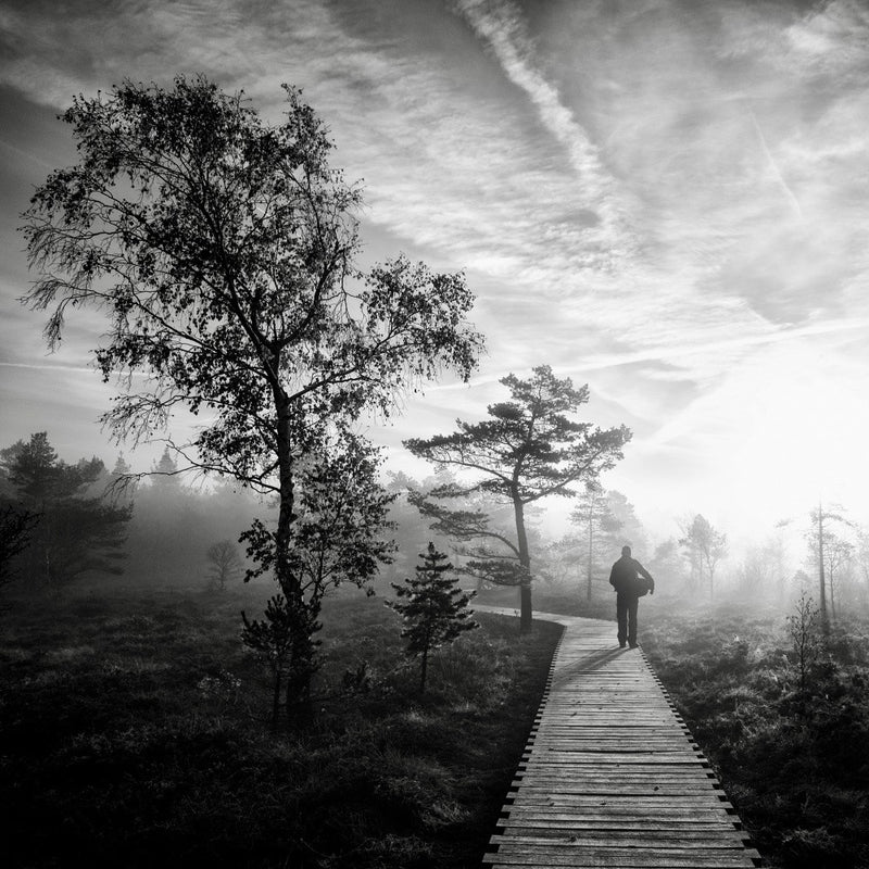 Black Autumn II