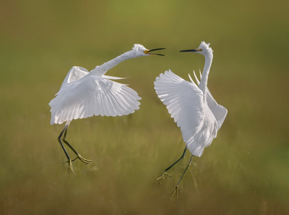 Snowy Egret Arial Fight