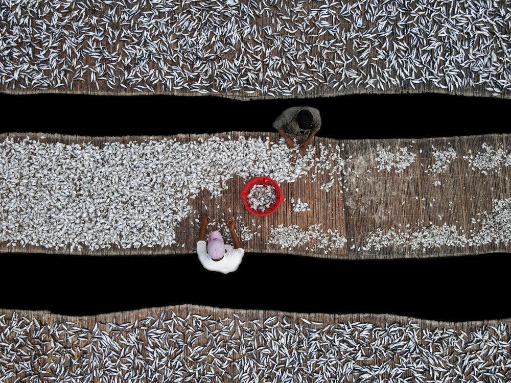 Dried fish processing