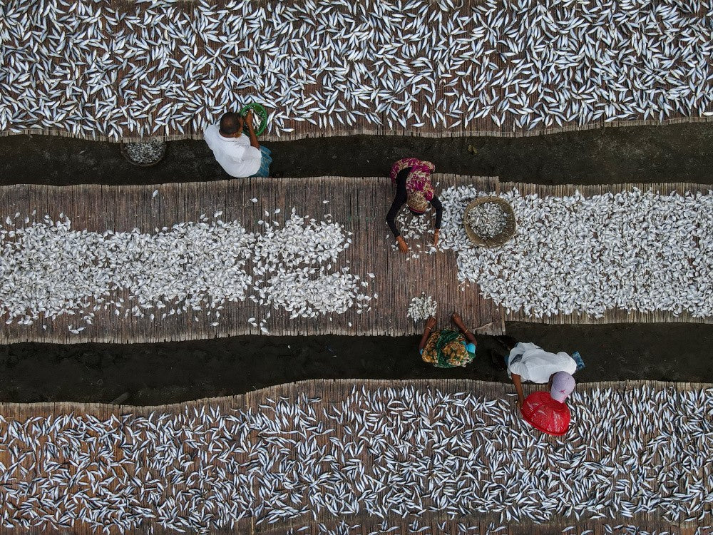 Dried fish processing