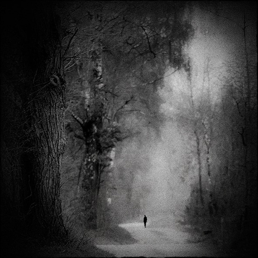 the loneliness in the forest