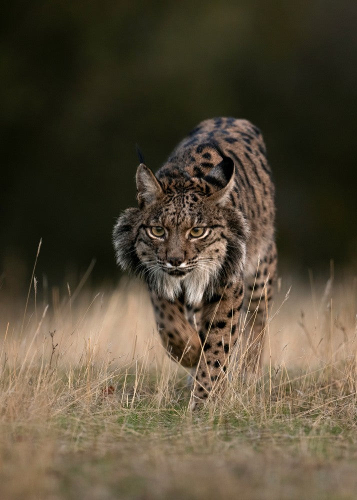 Lynx