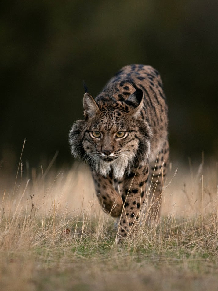 Lynx