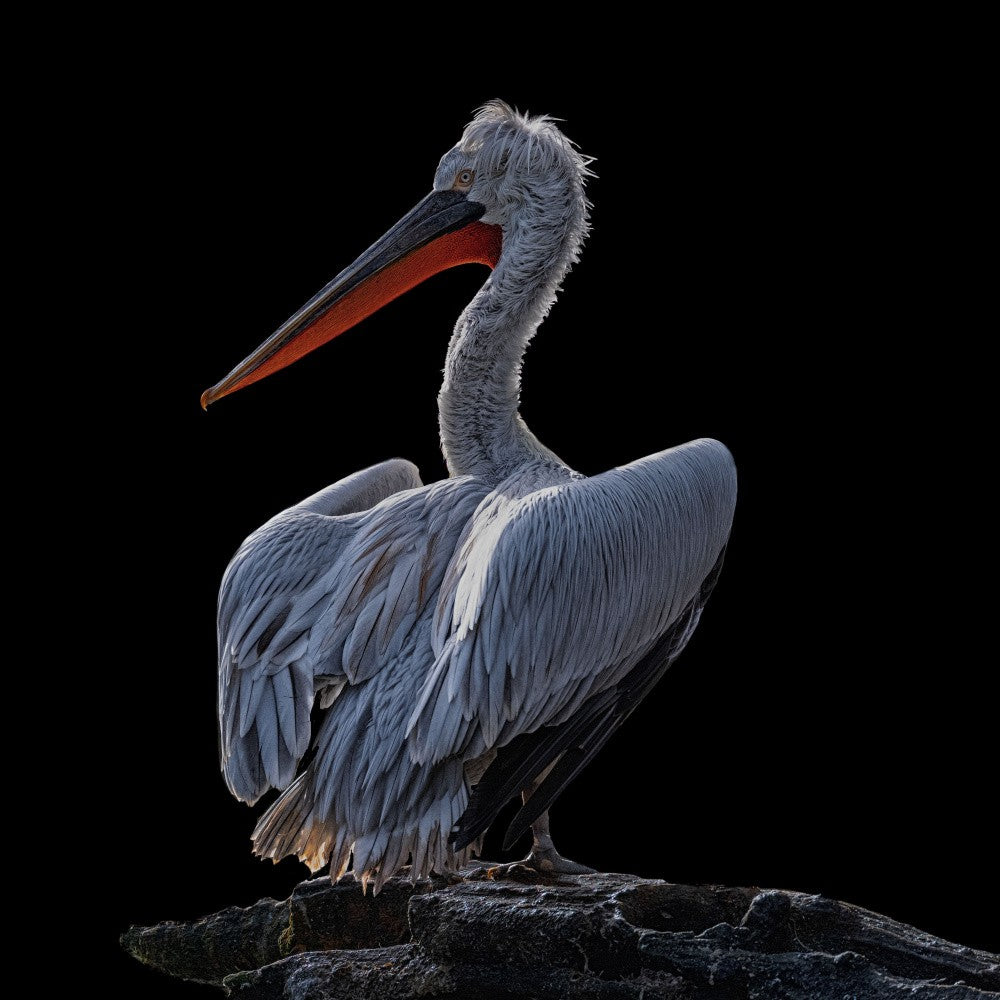 Pélican