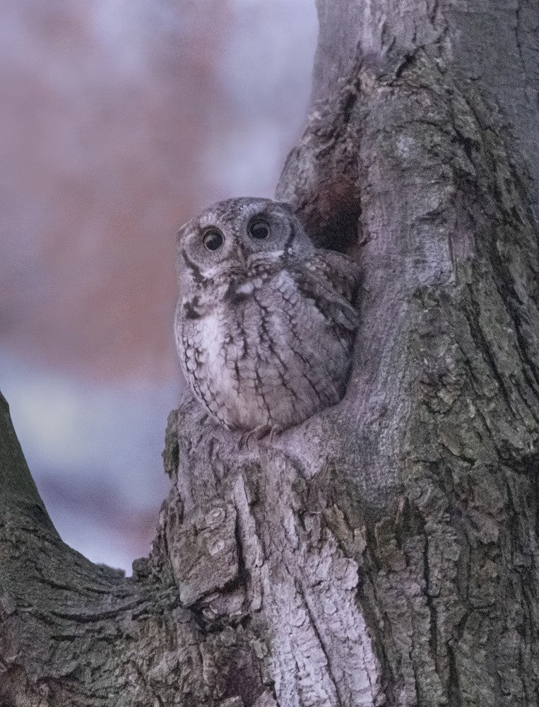 Owl in Sleep