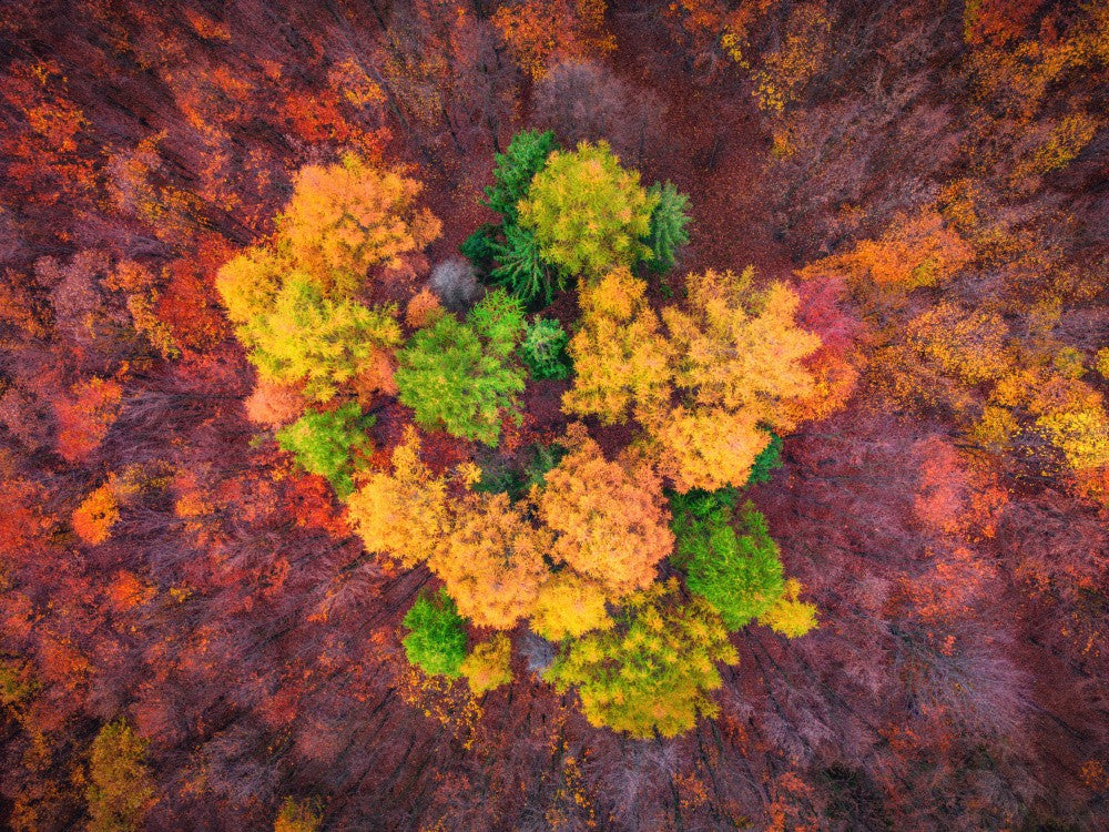 Herbstblume