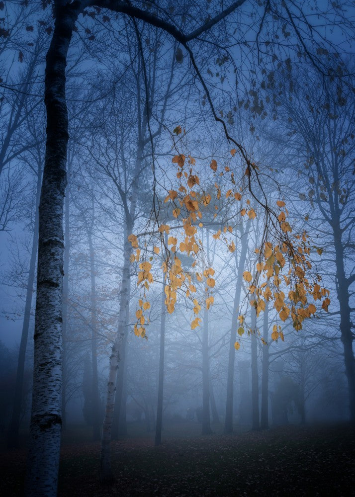 Nebelwald