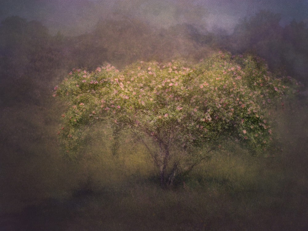 Wild roses
